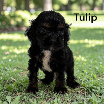 puppy, for, sale, Cocker Spaniel, Joe & Cherri  Overlease, dog, breeder, Miller, MO, dog-breeder, puppy-for-sale, forsale, nearby, find, puppyfind, locator, puppylocator, aca